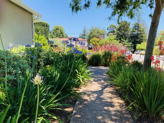 Summer blooming plants