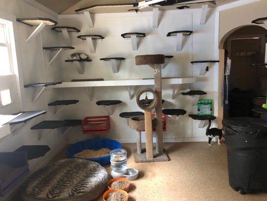 Plenty of cat shelves