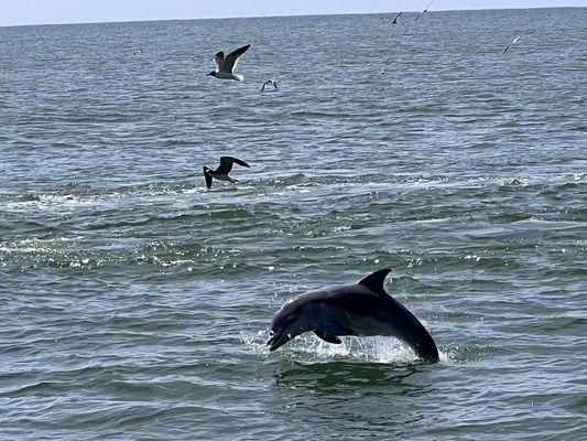 Dolphin and birds