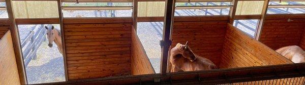 Hay loft view of sunshine stalls