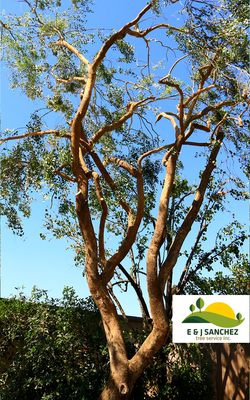 Weight reduction. Palm and Tree Trimming, Pruning & Removal. Call us for a free quote!