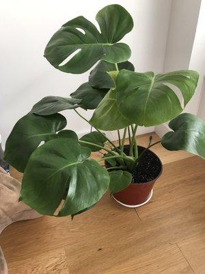 monstera