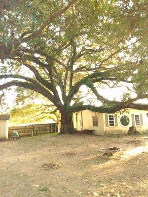 Out On A Limb Tree Service