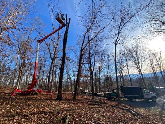 Removal of dead tree