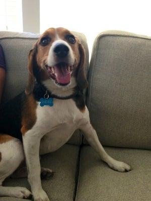 Hello Douglas you sweet little beagle!