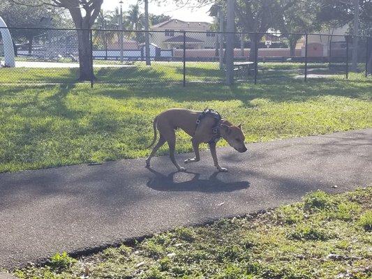 My dog at the dog run