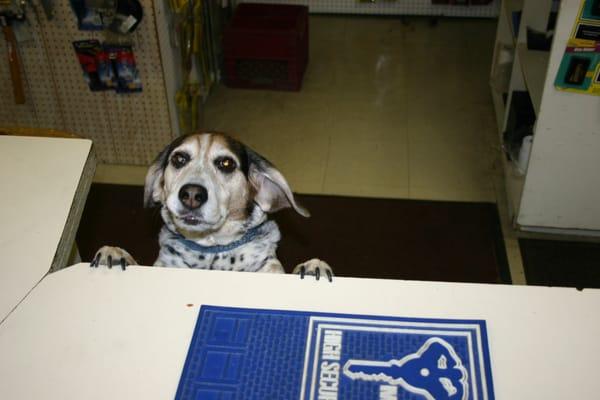 Max, Lead K9 Greeter