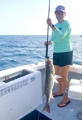 Grey snapper