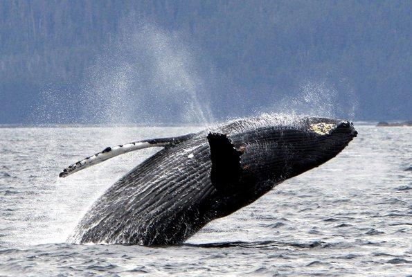 Breaching Humpback