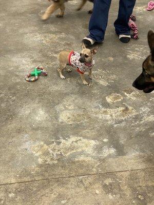 Penny (in the sweater) meeting new friends.