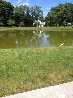 Variety of water birds :)