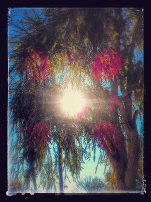 This is a beautiful palm tree lookibg down at me as I said a possitive affirmation about The Beautifull Day.