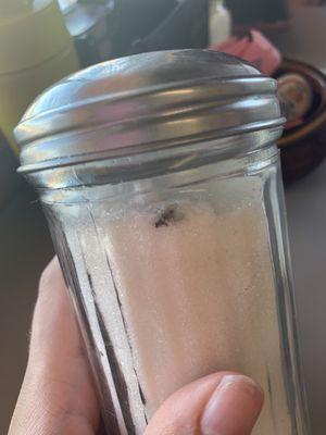 Dead fly in complementary sugar jar that is  placed on each table