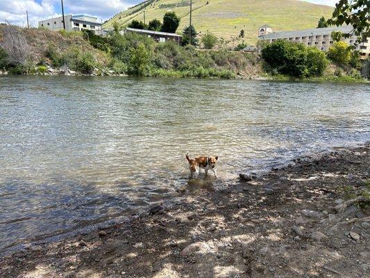 Pup happy in the water