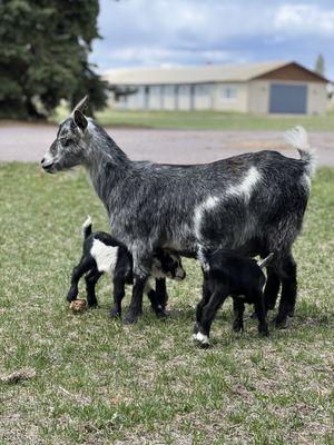 Mama goat with her babies