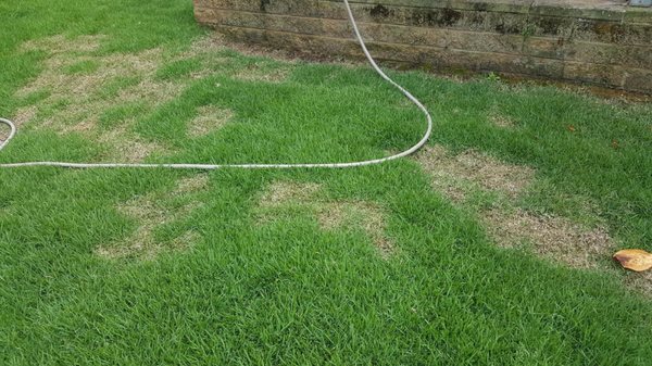 Damaged lawn caused when Greenscape Hawaii misapplied a broad spectrum defoliant to our lawn instead of nutgrass killer.