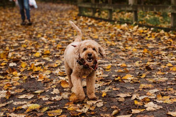 Toby happy after his haircut