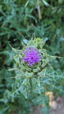 Cute purple flower