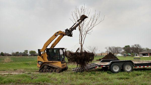 Tree transplanting with an airspade