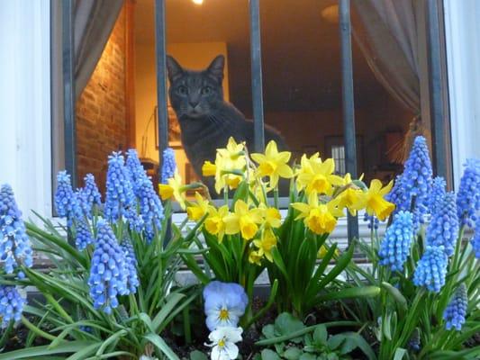 Spring Window Box