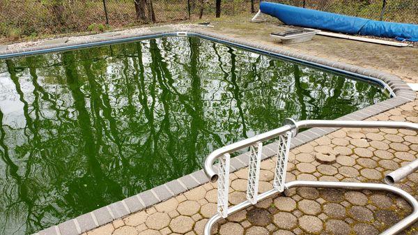 More than two weeks after the pool's opening, the water is green with no chemicals, and the equipment sits uninstalled on the deck.