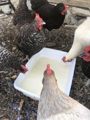 Just a little milk left over. Our flock loves extra milk in the mornings!