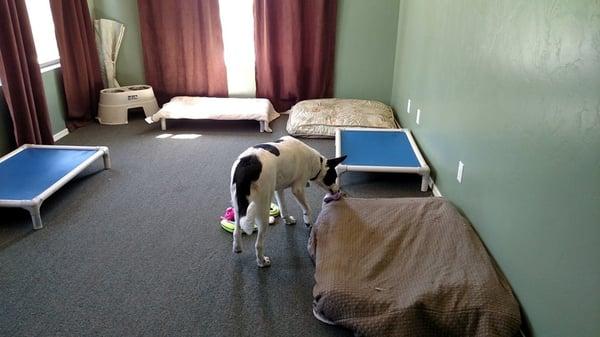 Buttercup gives her sniff of approval to our dog sleeping quarters.