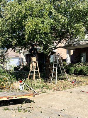 Tree trimming and thinning