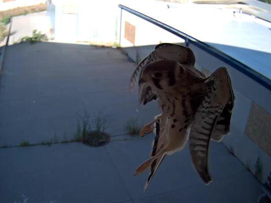 Real-Time Capture of a Hawk w/installed Surveillance Cameras