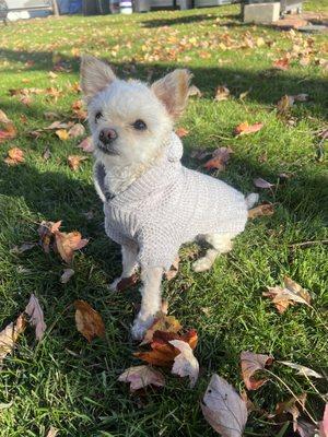 Curly in his cardigan.