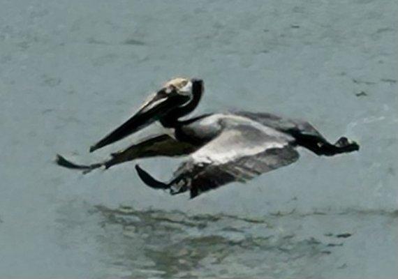 Love pics of birds in flight