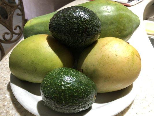 Getting  ready for Avocado Papaya Salsa with Mango!