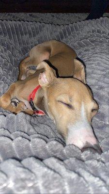 My 5 month old Italian Greyhound puppy that was given the wrong vaccine.