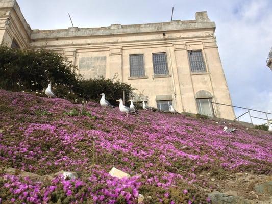 Alcatraz gardens.