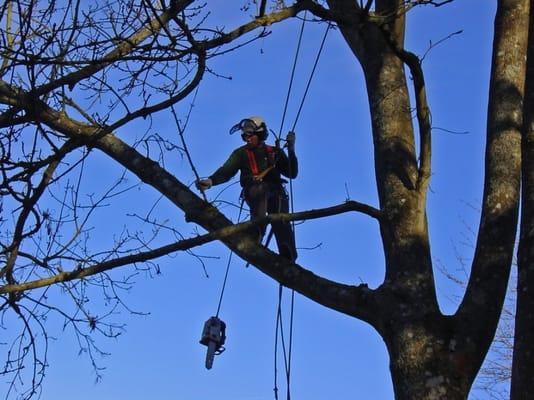 Henderson Tree Expert