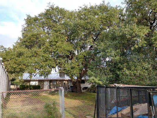 Massive TREE REMOVAL. 
BEFORE PIC.