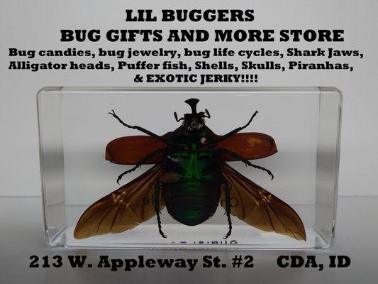 Bug Store and More