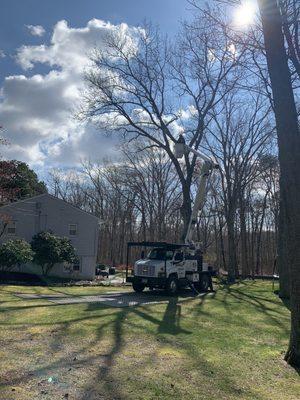 Backyard tree being trimmed