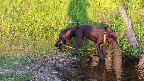 AlphaDog-Dog Training