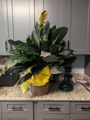 Giant sympathy peace Lily from work friends I think I found a good spot for her near my work desk. beautiful!