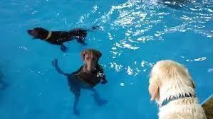 Dogs swimming