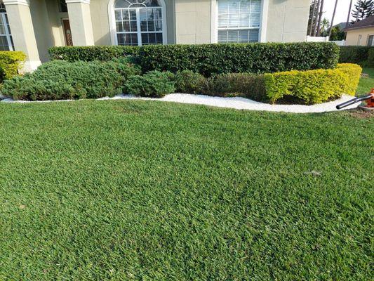 Yard edging bush trimming