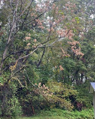 took down 14 trees around this place leaning towards or around the house