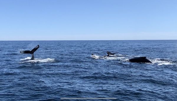 at least 6 whales in this shot alone!