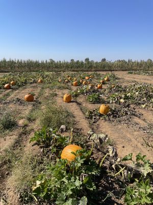 Pumpkin patch