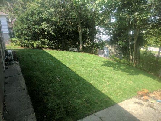 A completed sod installation in Scranton, PA 2 weeks after installation