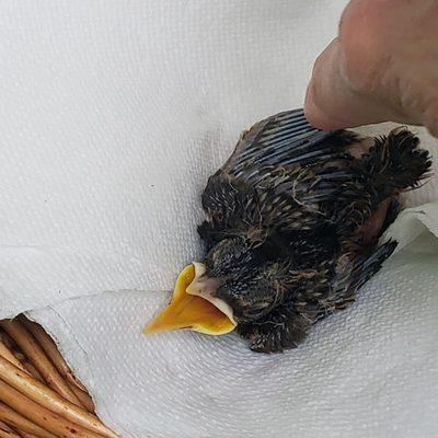 Our hungry injured baby Robin shortly before we took him to WBR