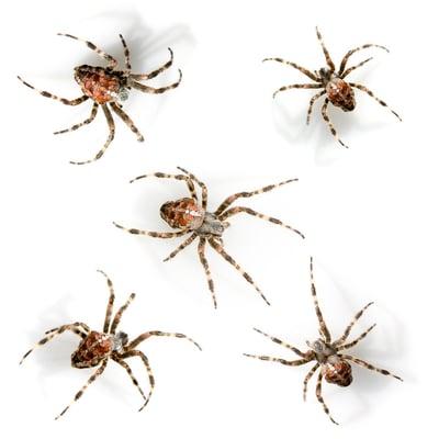 Don't let creepy crawlers get into your home!