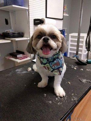 Shih tzu smiles