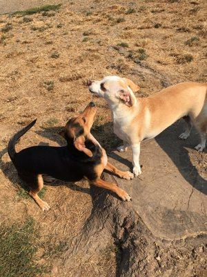 Piper and Remi playing outside